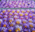 Load image into Gallery viewer, Blue Lotus Whole Flowers
